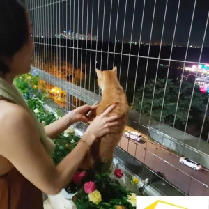 luoi bao ve an toan san thuong 10